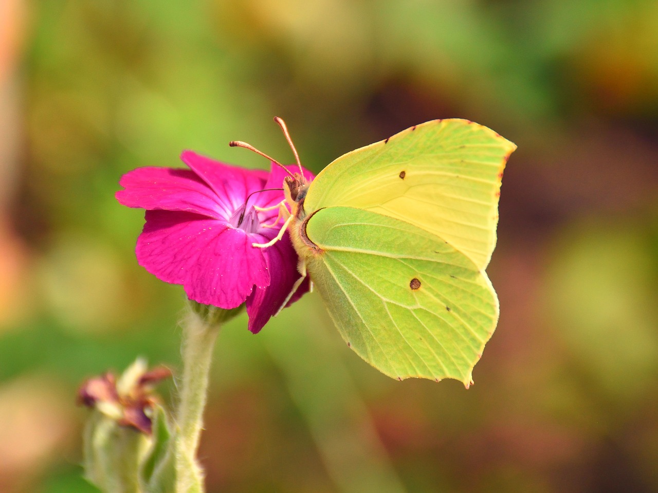 butterfly red flower close free photo