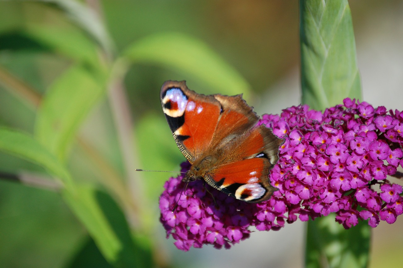 Butterfly,flower,insect,nature,spring - free image from needpix.com