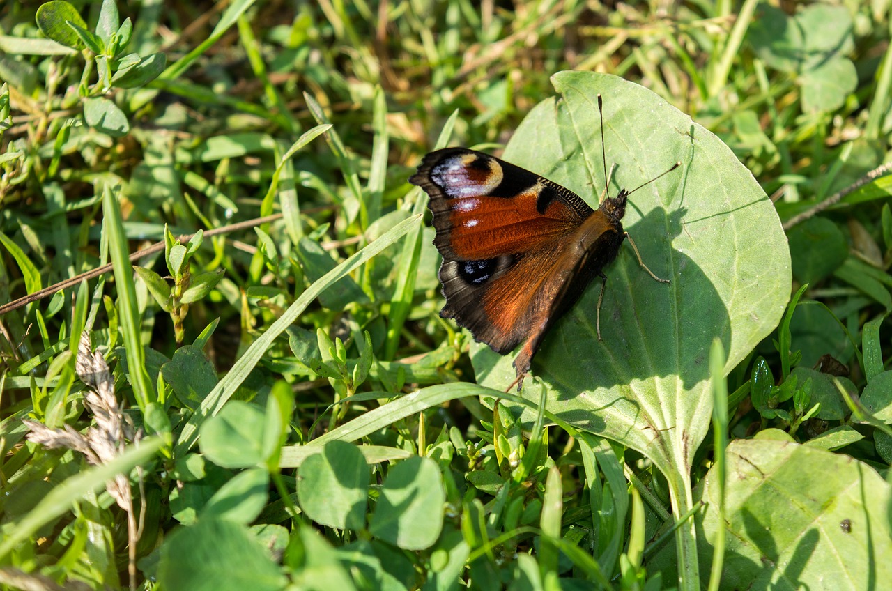 butterfly nature wings free photo