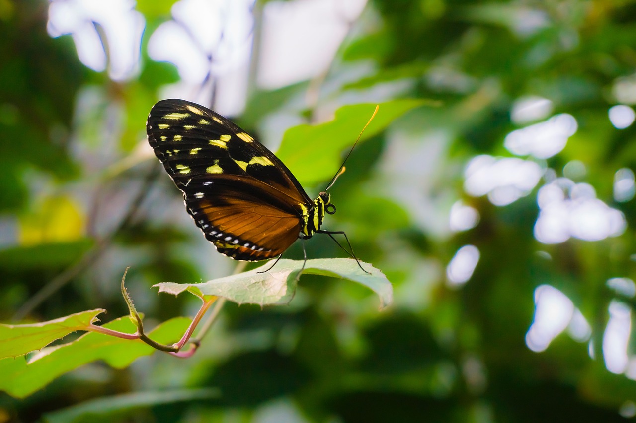 butterfly insect animal free photo