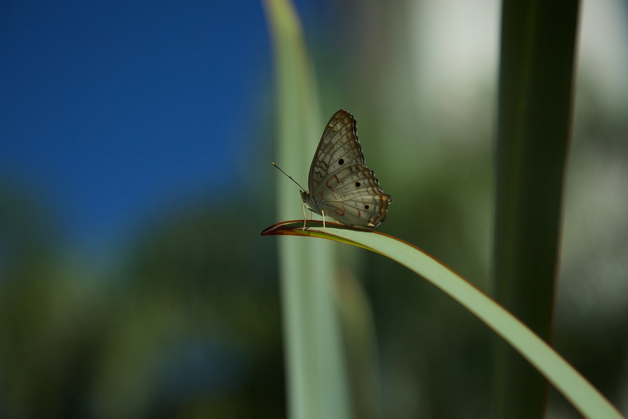 butterfly beautiful beauty free photo