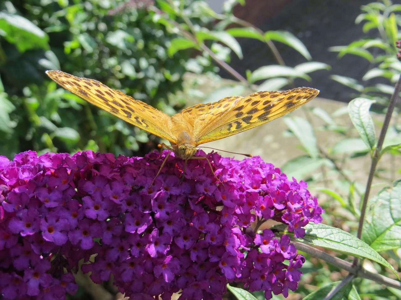 butterfly buddleja davidii purple flower free photo
