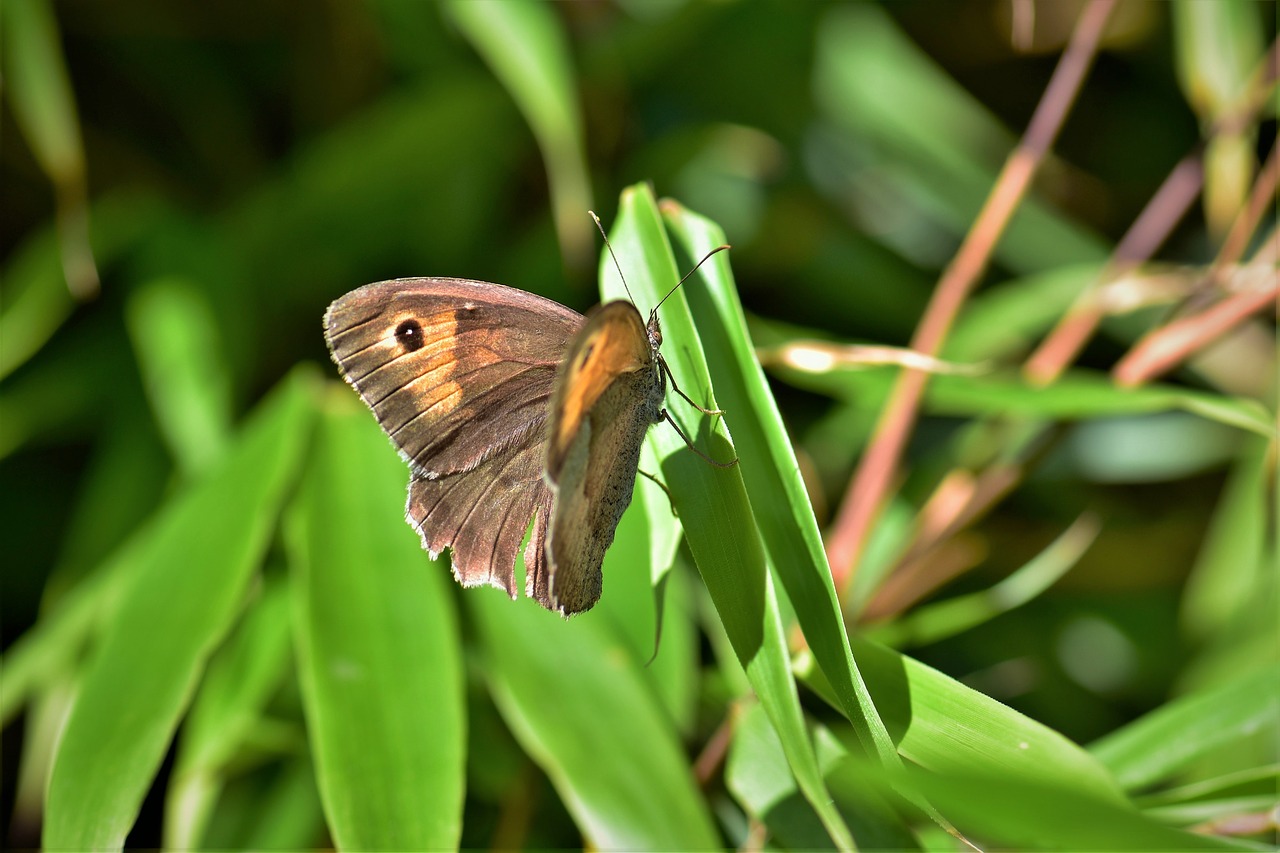 butterfly leaves leaf free photo