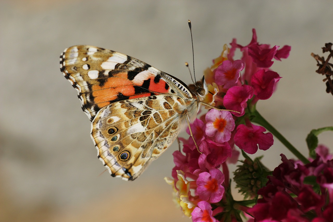 butterfly moth insect free photo