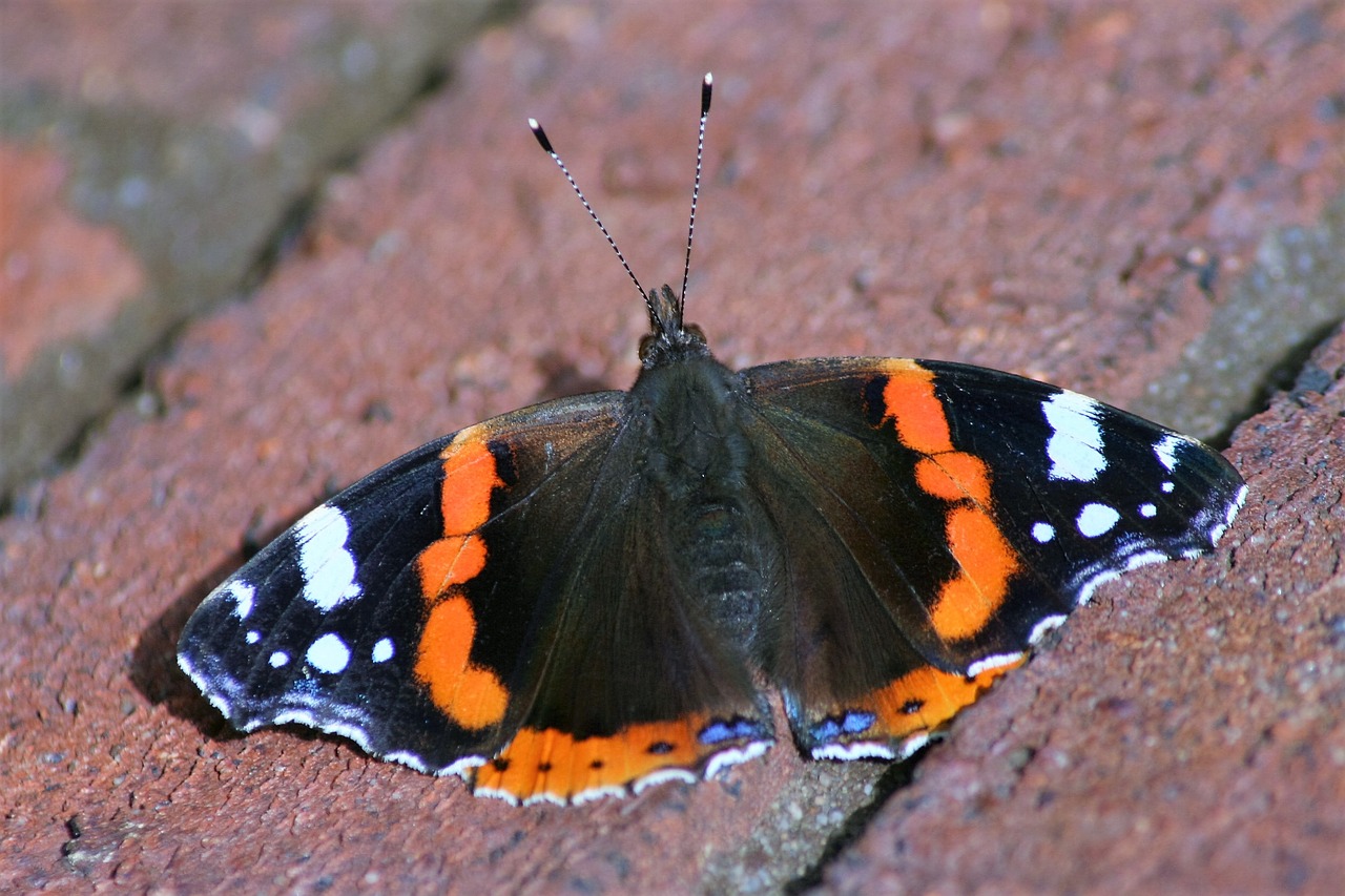 butterfly insect peacock free photo