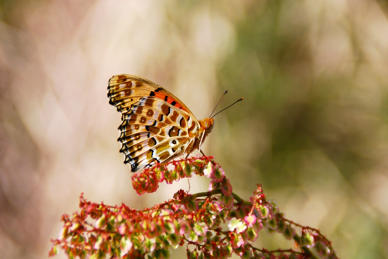 butterfly insect nature free photo