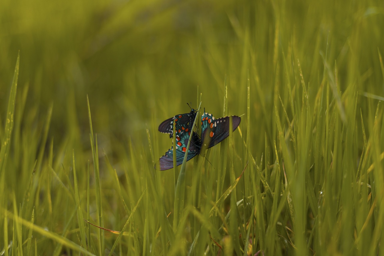 butterfly insect nature free photo