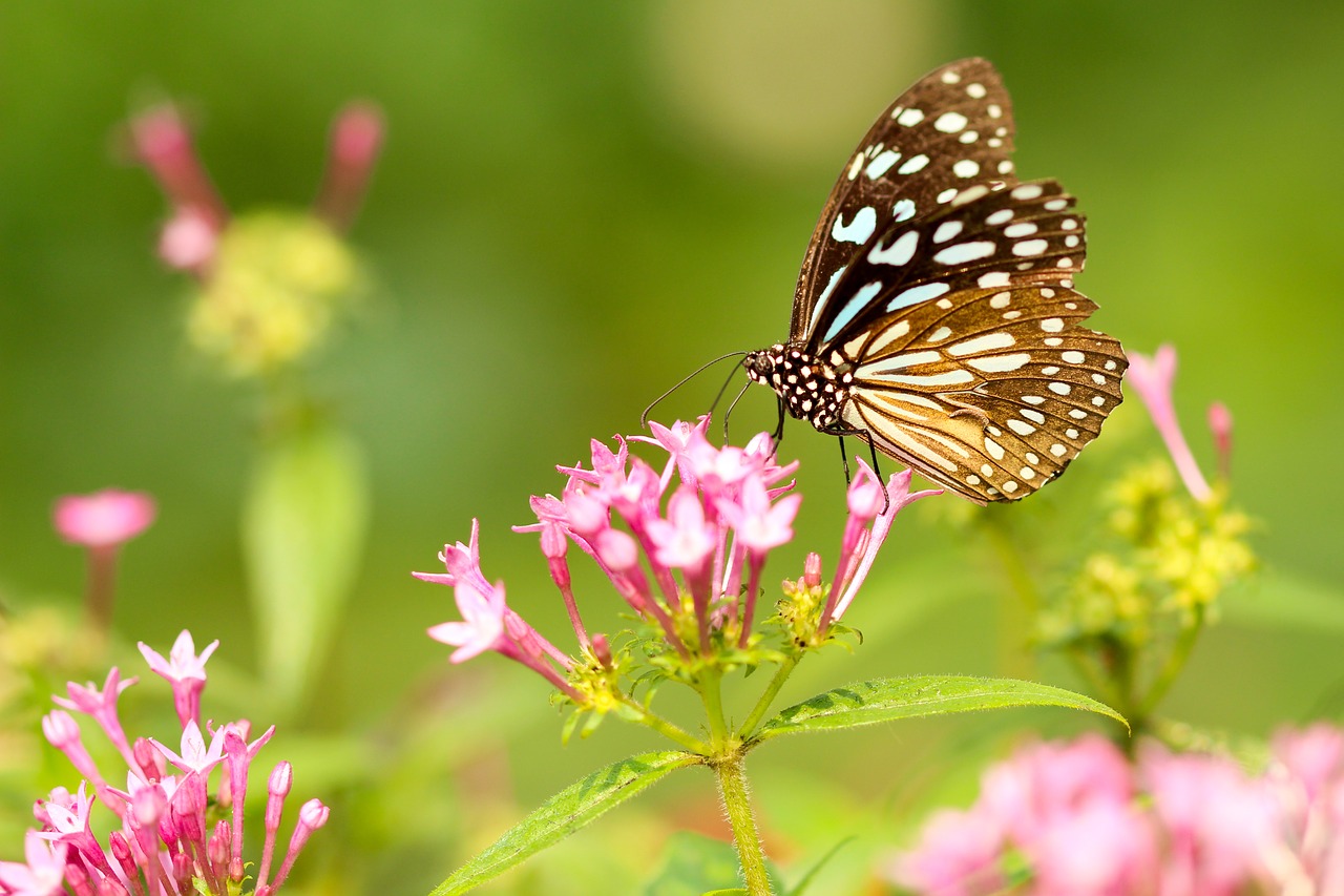 butterfly moth insect free photo