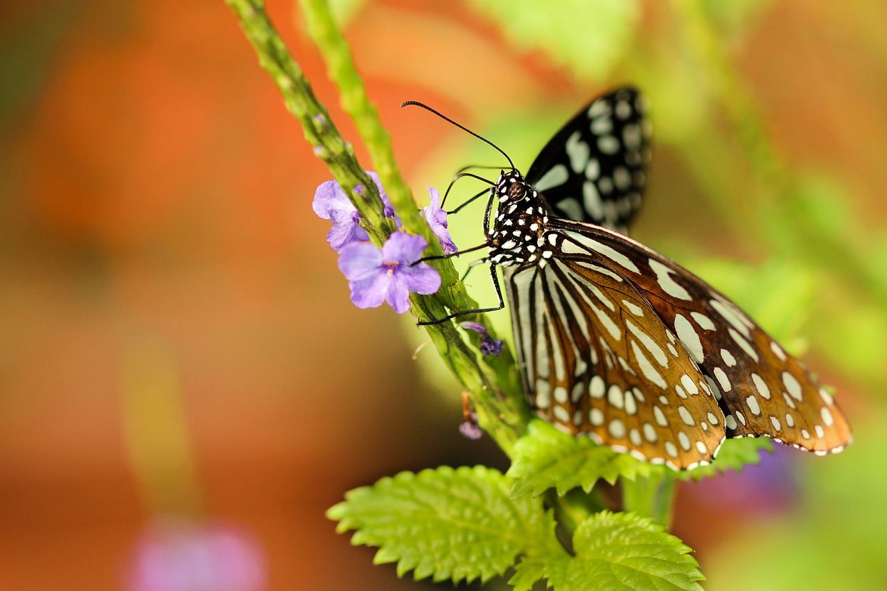 butterfly moth insect free photo