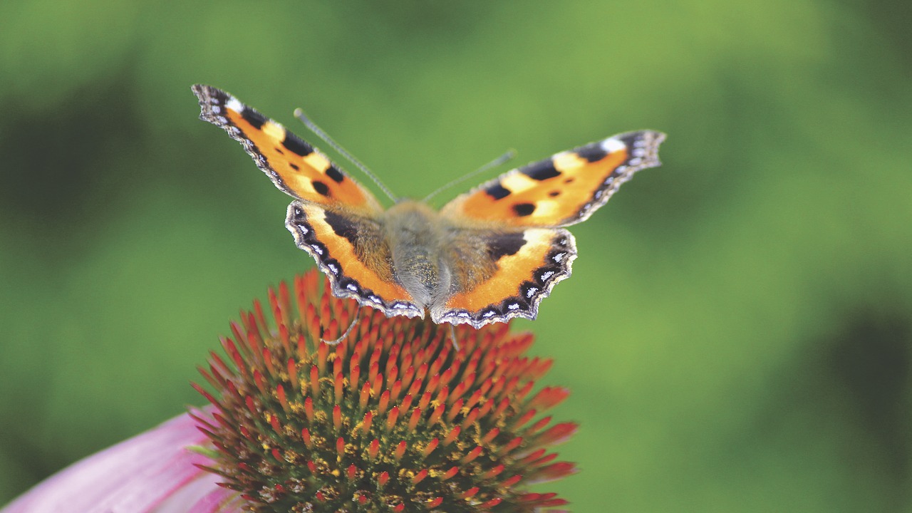 butterfly moth insect free photo