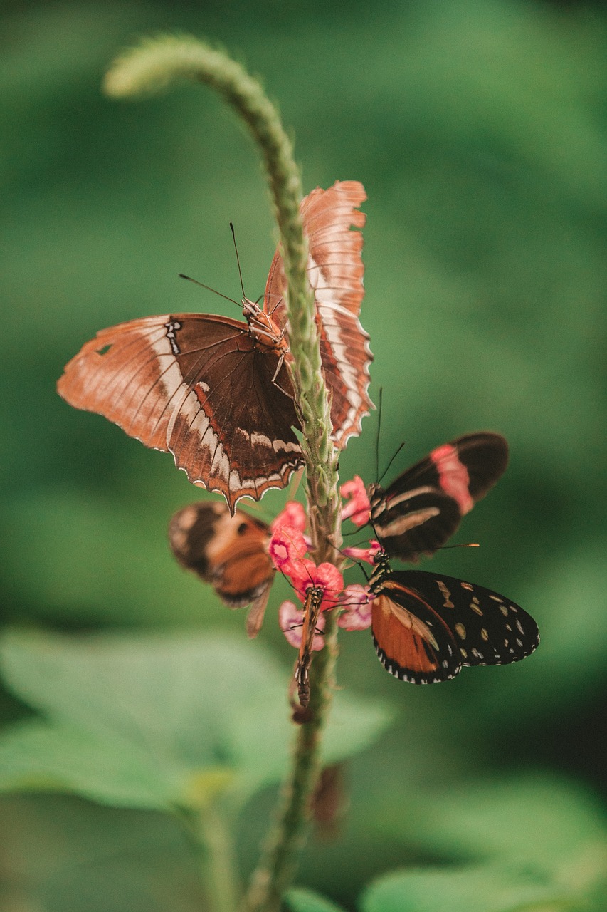 butterfly moth insect free photo