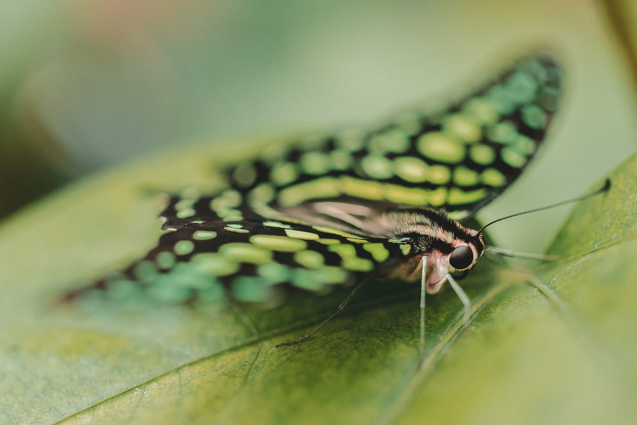 butterfly moth insect free photo