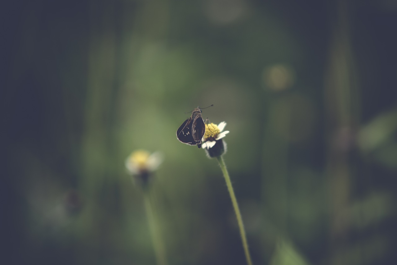 butterfly flower nature free photo