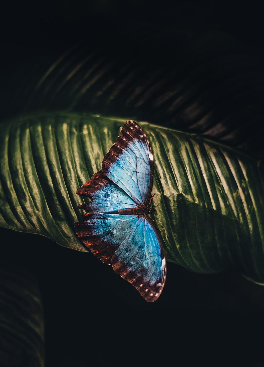 butterfly leaf animal free photo