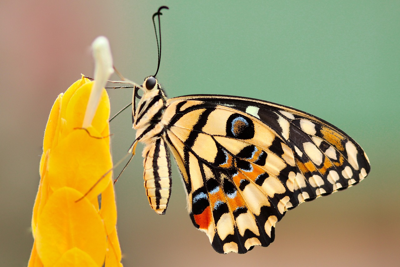 butterfly moth insect free photo