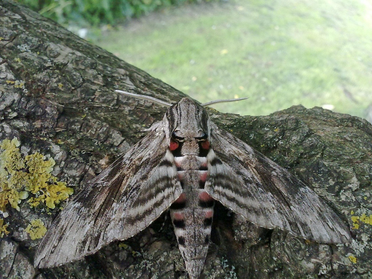 butterfly insect close free photo