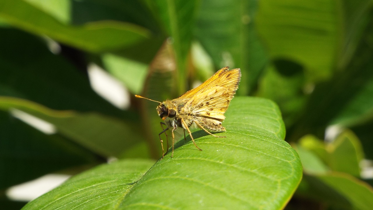 butterfly moth leaf free photo