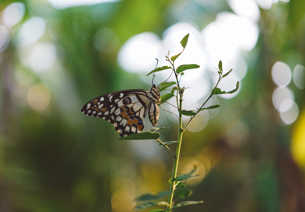 butterfly insect green free photo