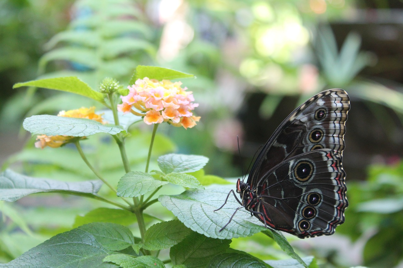 butterfly flower leaf free photo