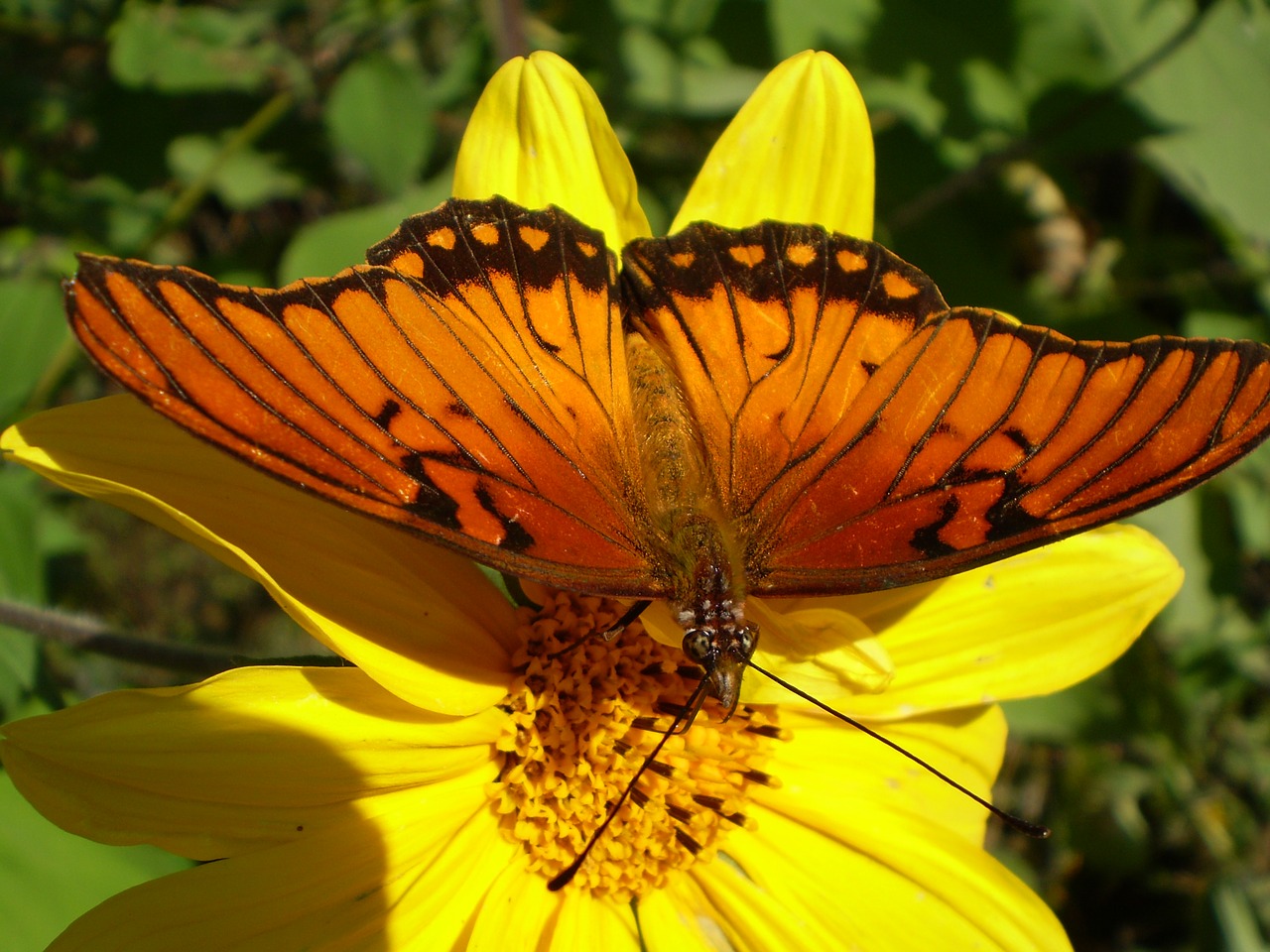 butterfly orange yellow flower free photo