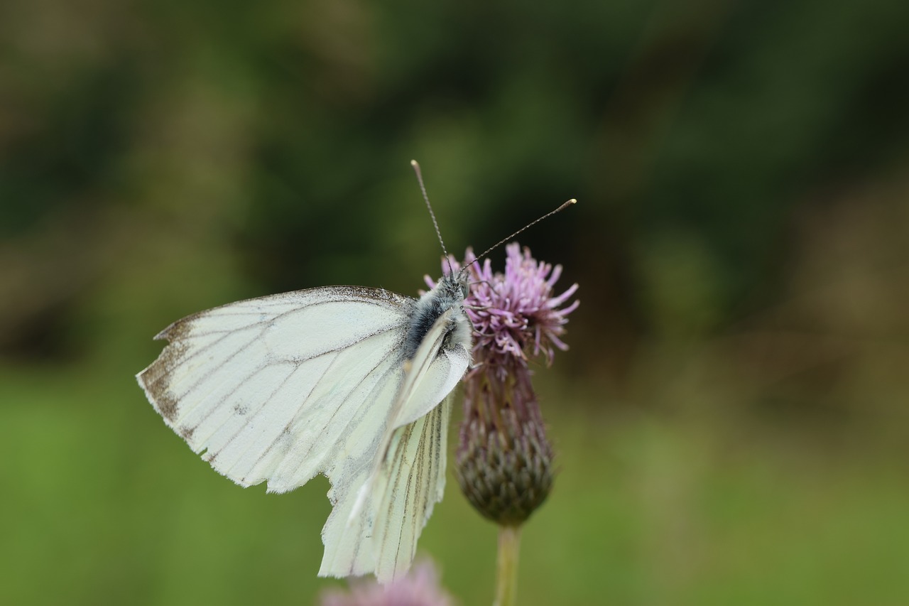 butterfly white insect free photo