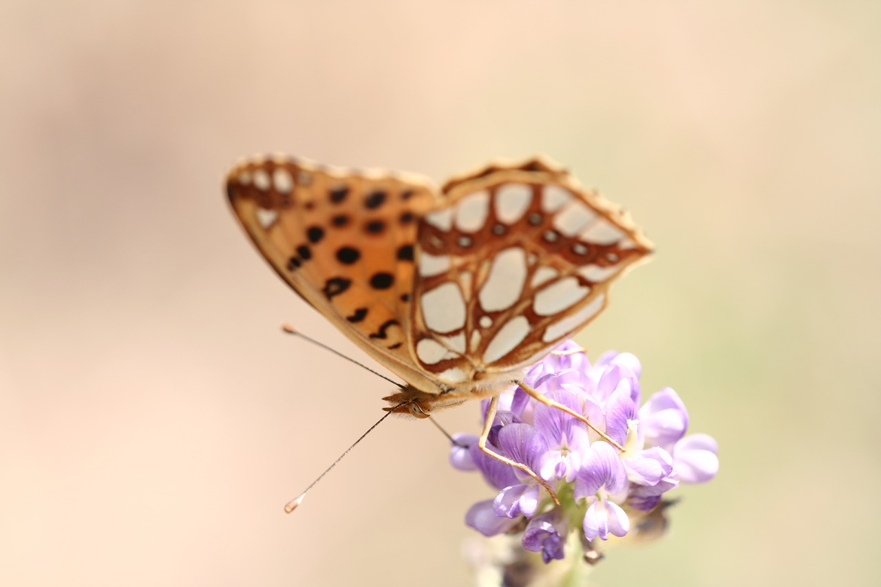 butterfly animal macro free photo