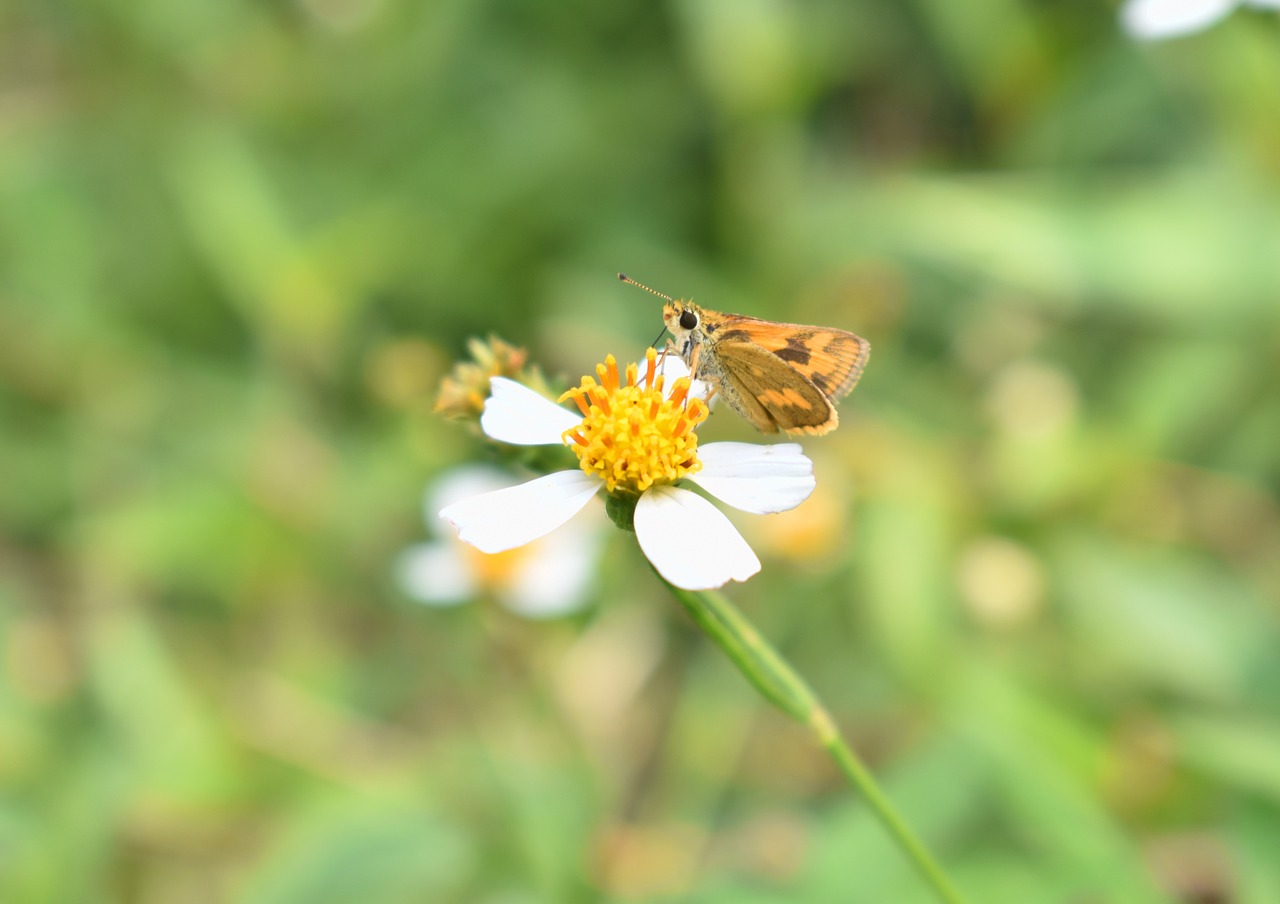 butterfly flower nature free photo