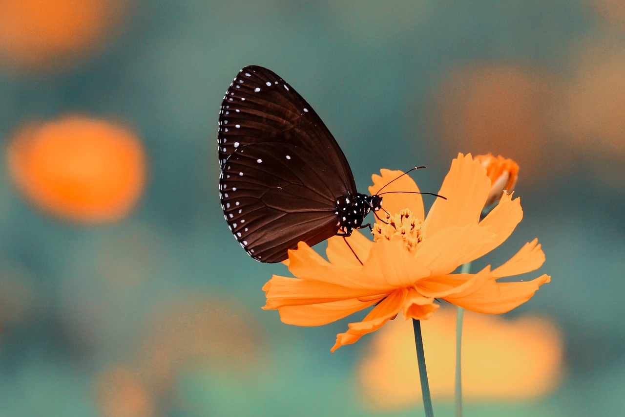 butterfly insect flower free photo