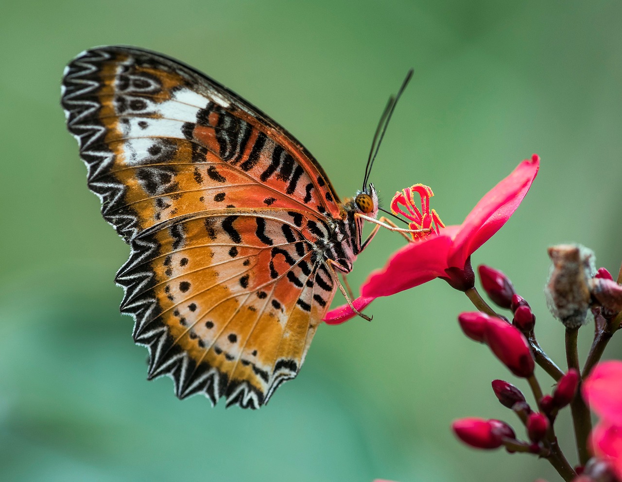 butterfly nature garden free photo