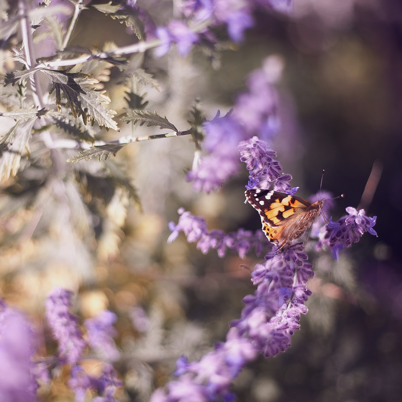 butterfly insect nature free photo