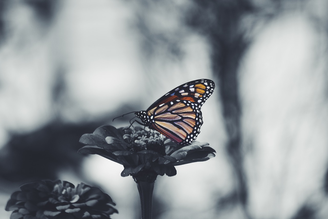 butterfly flower nature free photo