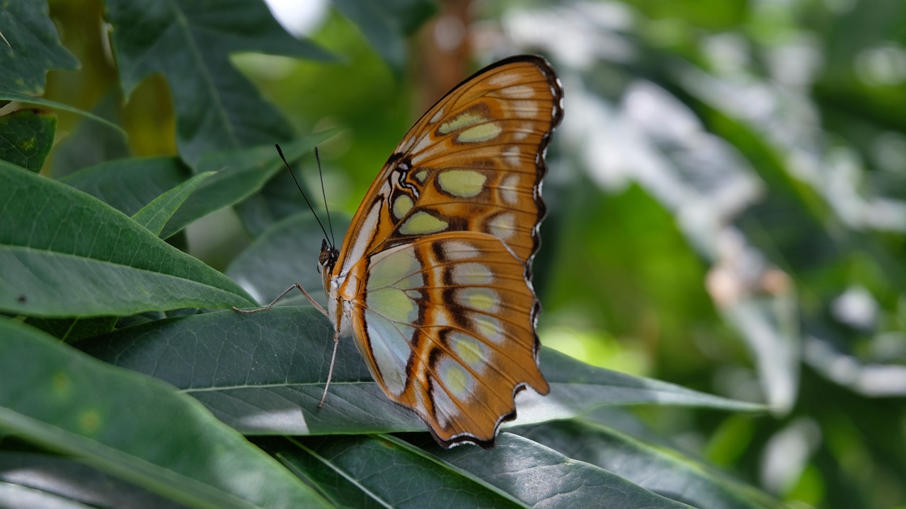 butterfly sanctuary nicaragua free photo