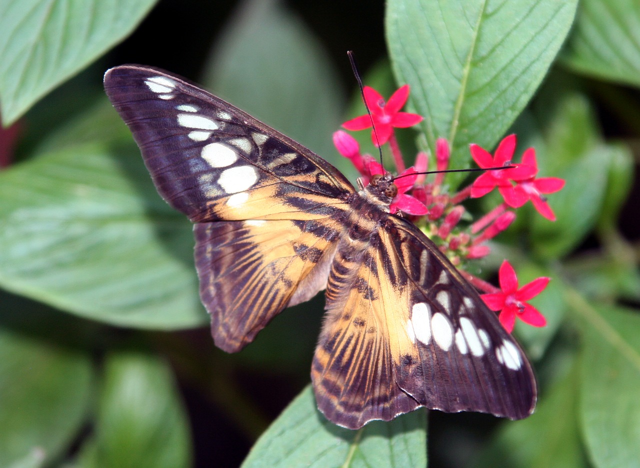 butterfly wings insect free photo