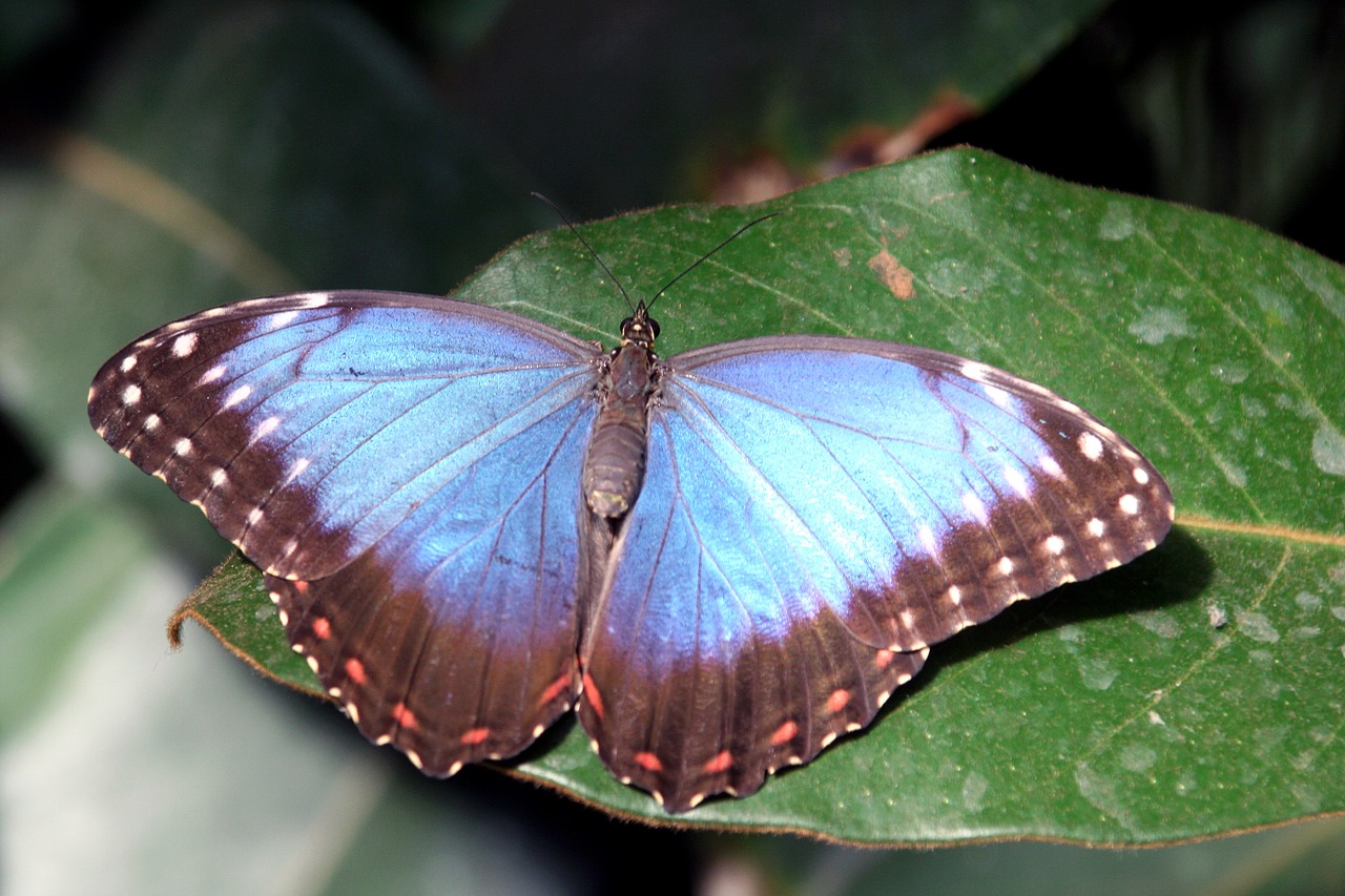 butterfly insect blue free photo