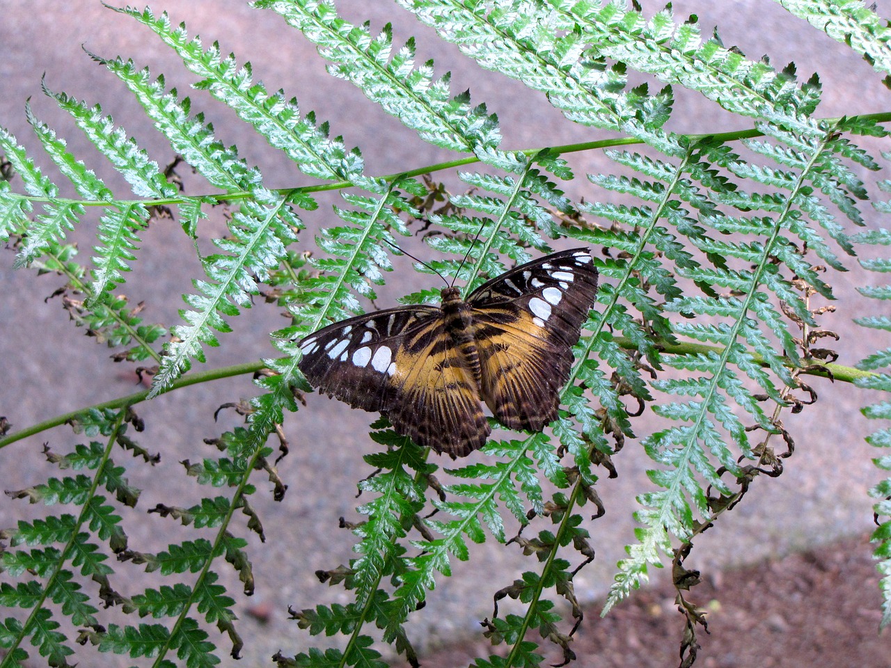 butterfly ground insect free photo
