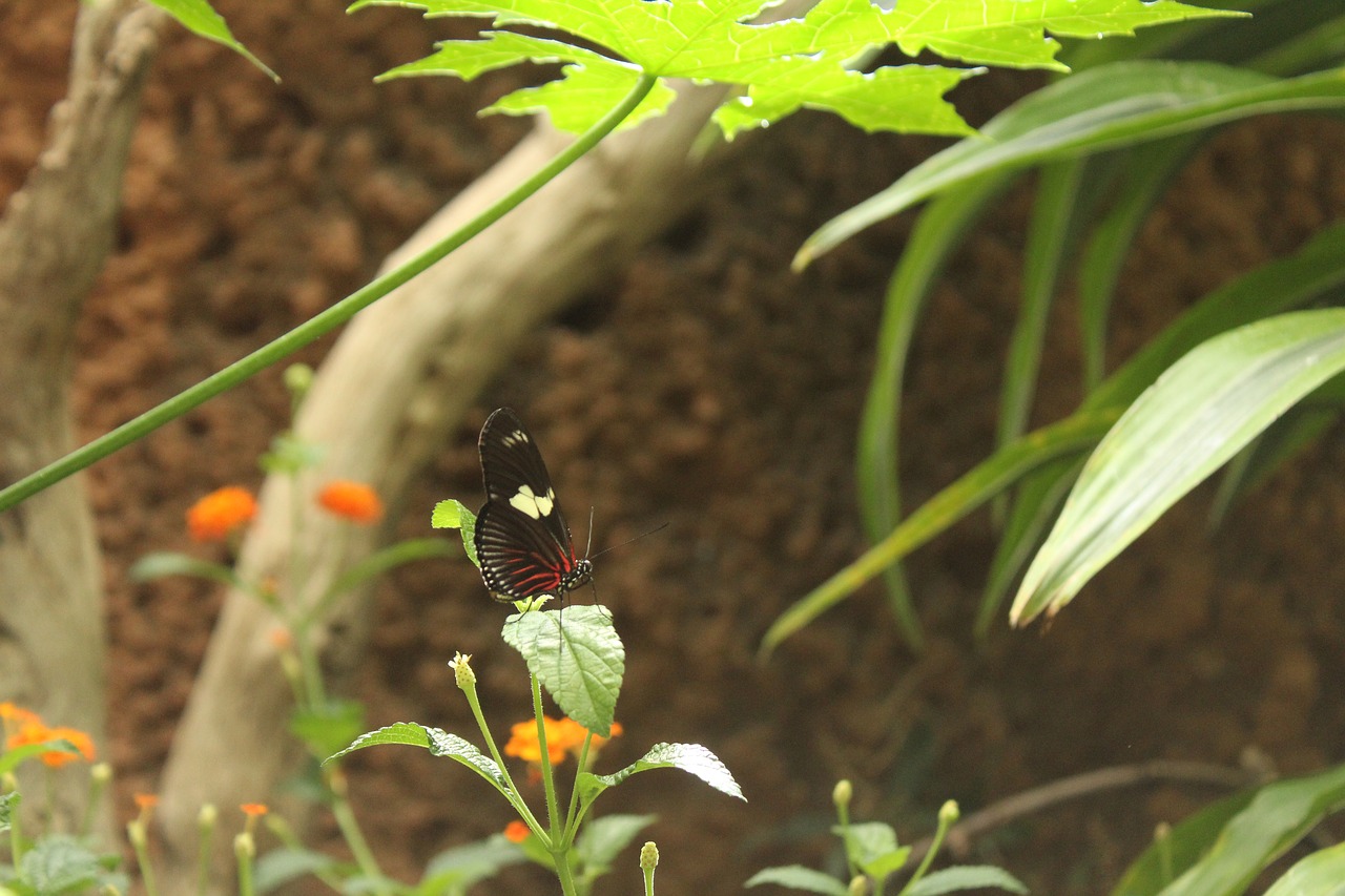 butterfly outdoor springtime free photo