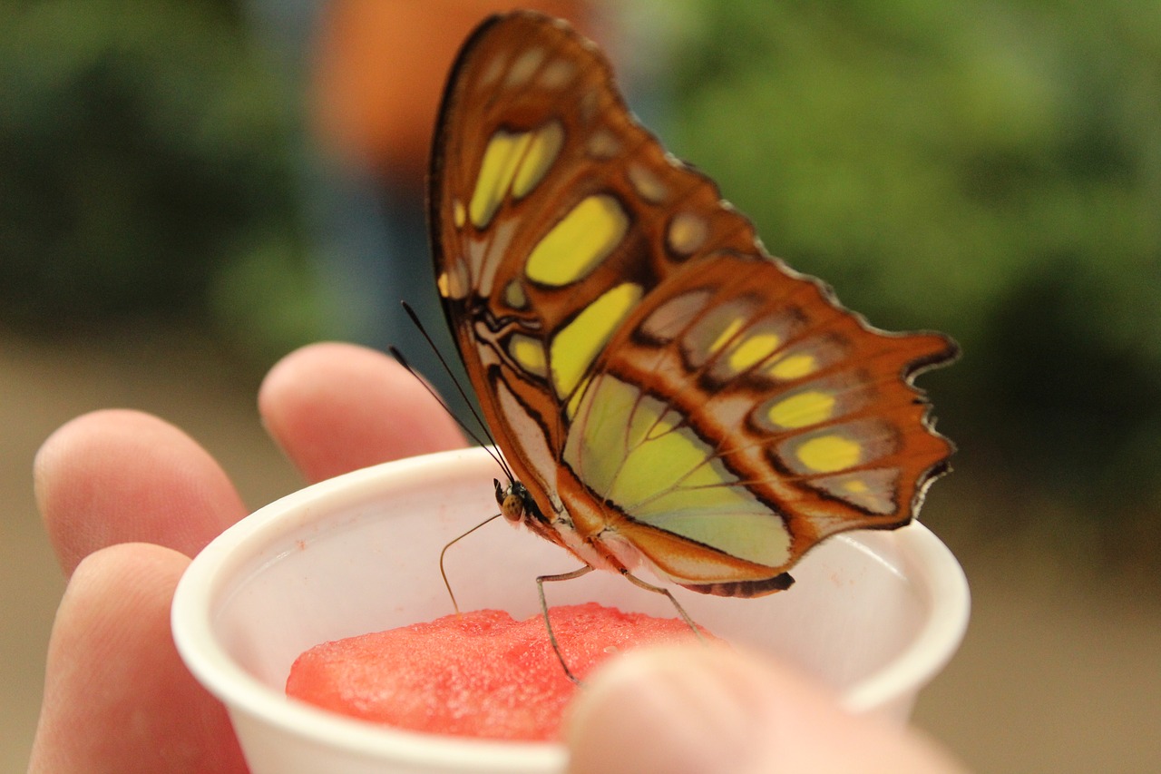 butterfly cup hand free photo