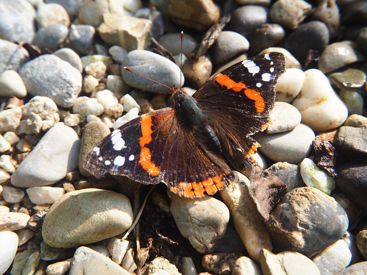 butterfly garden admiral free photo