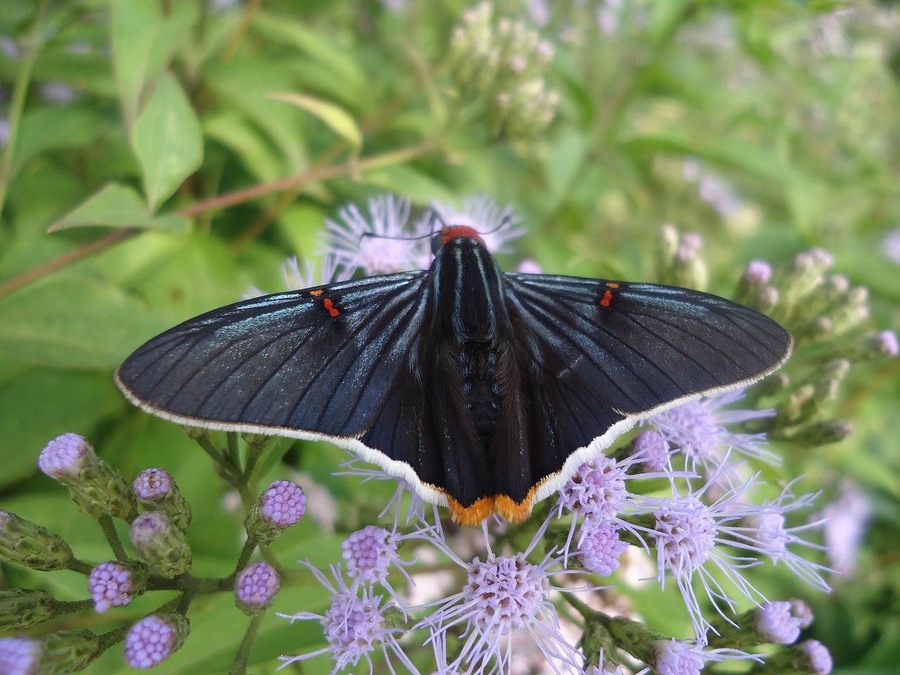 butterfly black velvety free photo