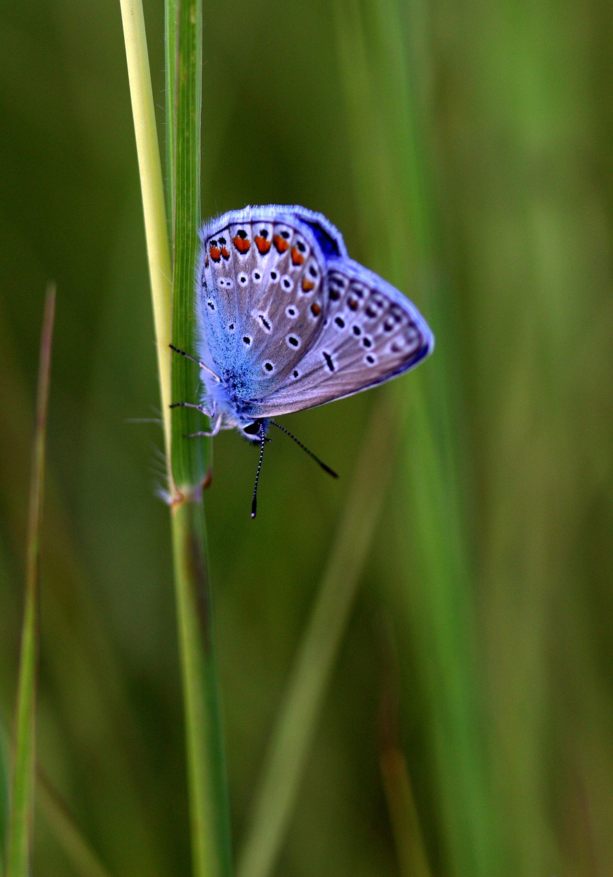 butterfly blue wings free photo