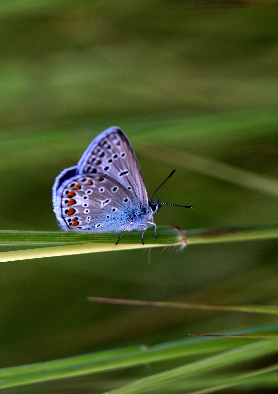 butterfly blue wings free photo