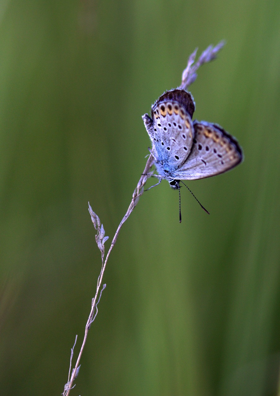 butterfly blue wings free photo