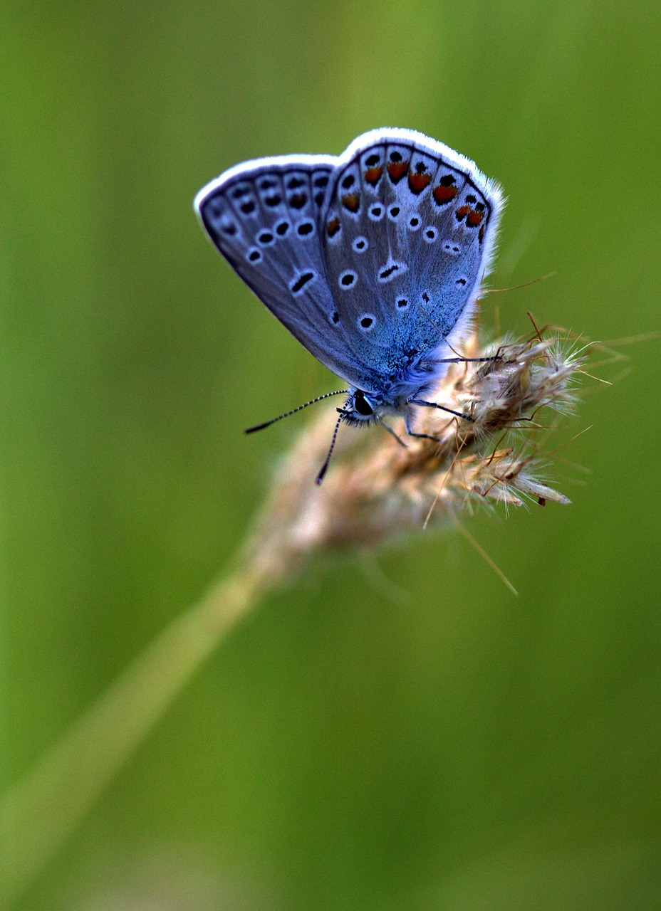 butterfly blue wings free photo