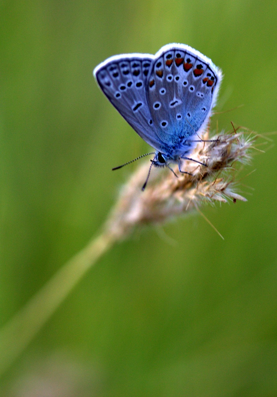 butterfly blue spike free photo
