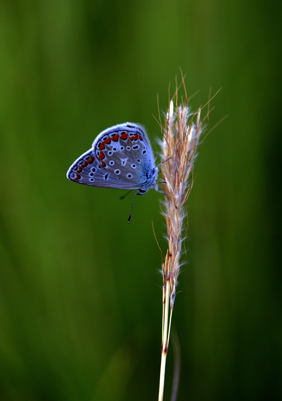 butterfly blue wings free photo