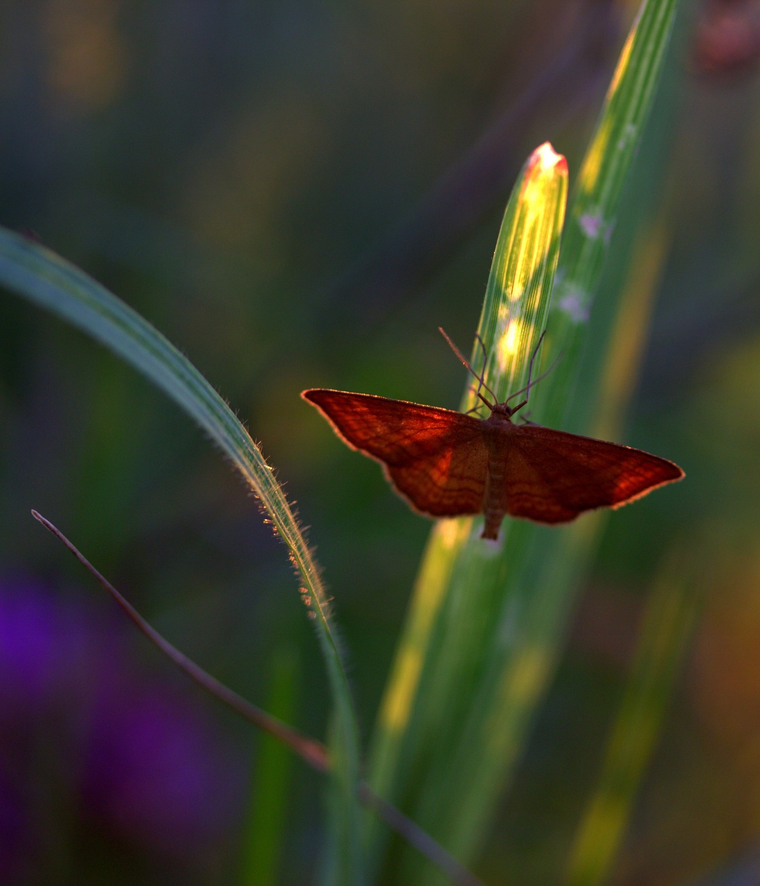 butterfly wings red free photo