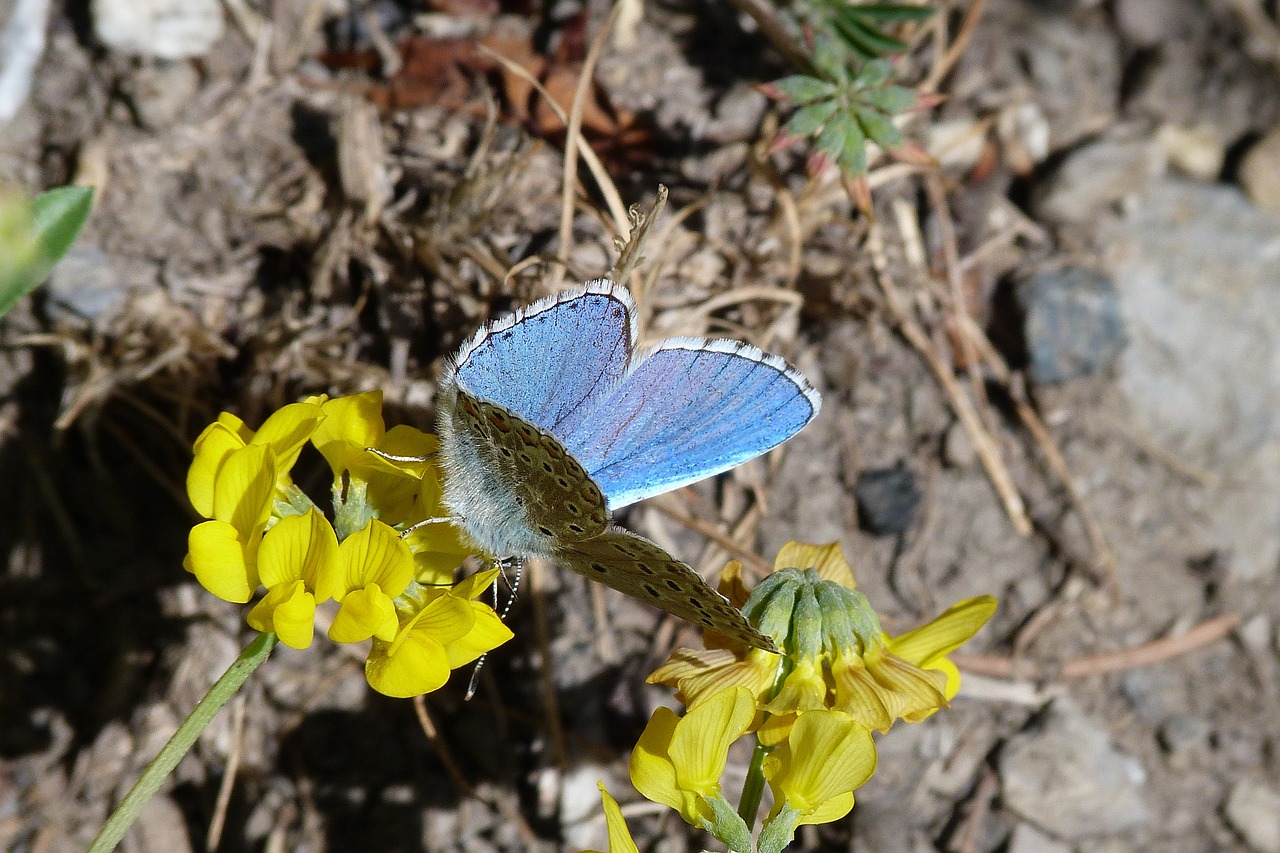 butterfly insect macro free photo