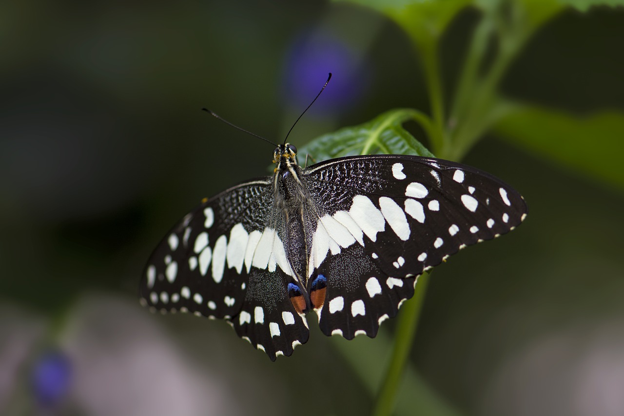 butterfly insect close free photo