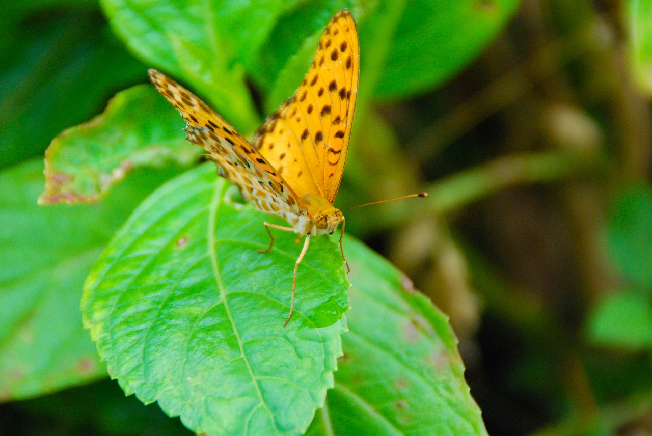 butterfly bug leaf free photo