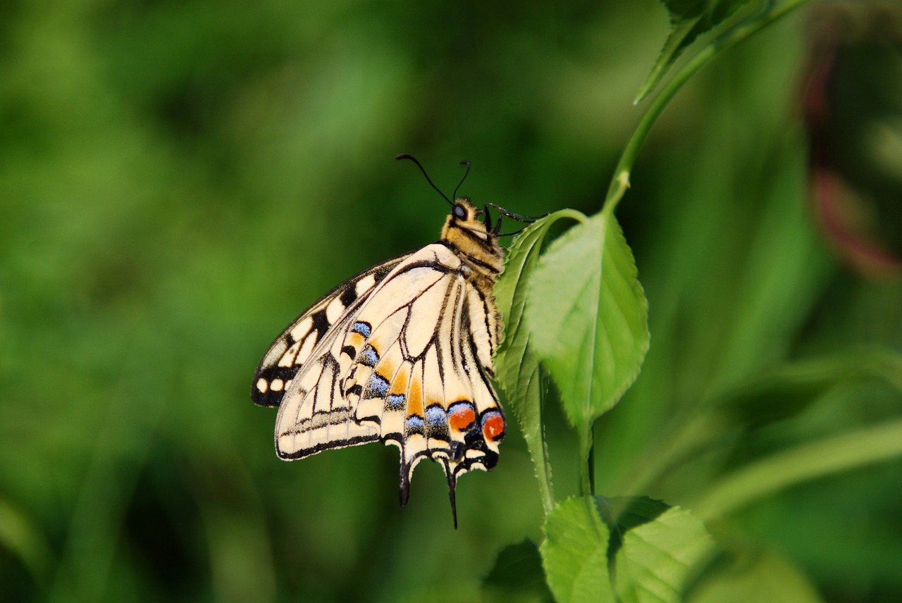 butterfly bug insect free photo